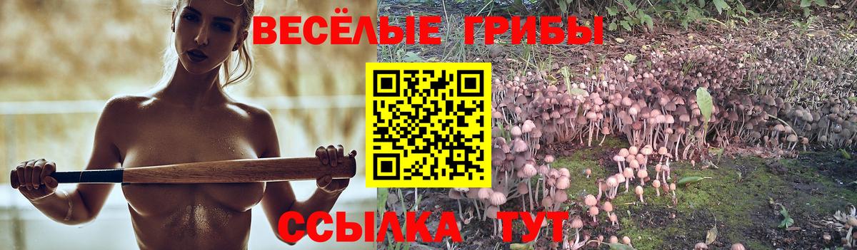Псилоцибиновые грибы Cubensis Качканар